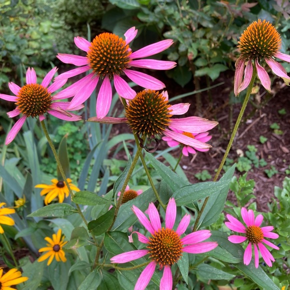 Meet your Posher, Pam - Picture 7 of 7